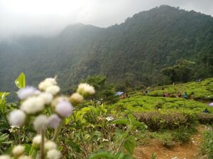 tempat bulan madu romantis dan murah di jawa barat